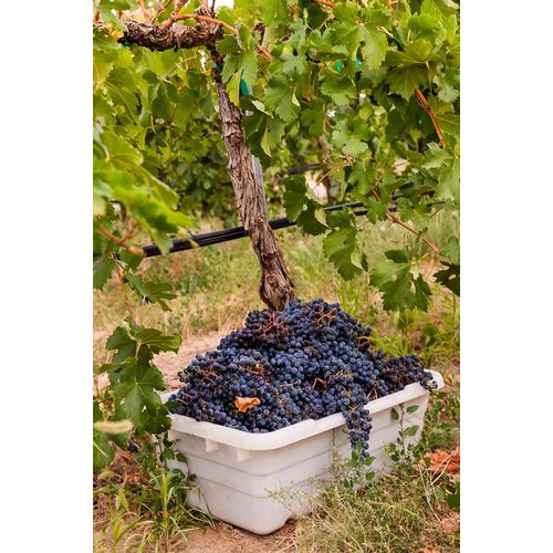Washington State-Pasco A bin of merlot grapes at harvest